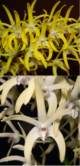 Dendrobium speciosum 'Oh Sugar!' x 'Windermere'