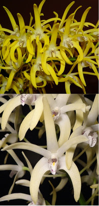 Dendrobium speciosum 'Oh Sugar!' x 'Windermere'