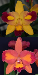 Rlc. Village Chief Chanel 'Kingfisher' x Ctt. Aussie Sunset 'Fred'