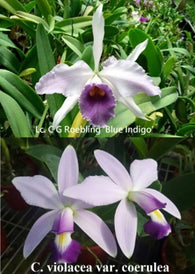 Cattleya C.G. Roebling 'Blue Indigo' x Cattleya violacea v. coerulea