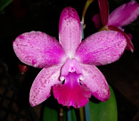 Ctt. Topaz Opulent 'Spicy'