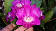Rlc. Topaz Proclaim 'Desire'