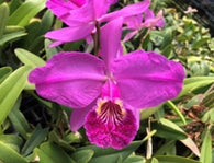 Cattleya lueddemanniana var. rubra seedling
