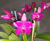 Ctt. Night Sky 'Topaz Purple' mericlones