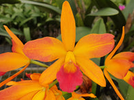 Ctt. Starstruck 'Imperial'