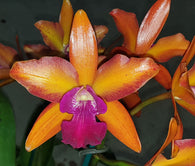 Ctt. Sundrop 'Marvelmore'