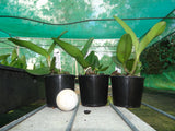 Ctt. Topaz Opulent 'Spicy'