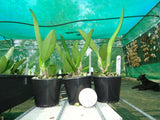 Cattleya Mari's Love 'Taka'