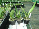 Cattleya Mari's Love 'Taka'