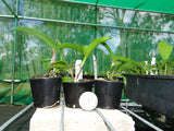 Ctt. Starstruck 'Imperial'