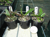 Cattleya lueddemanniana var. rubra seedling