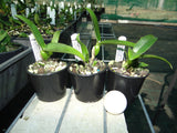 Guarianthe aurantiaca 'Mishima Spot' BM/JOGA x sib