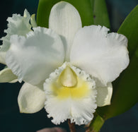 Rlc. Bernadine Kennedy 'White Jewel'
