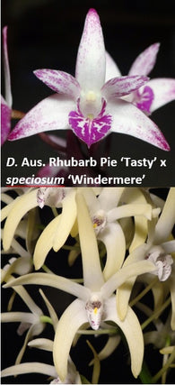 Dendrobium Speckles Sunset (Australian Rhubarb Pie 'Tasty' x speciosum 'Windermere') seedling