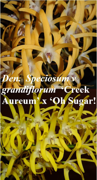 Dendrobium speciosum var grandiflorum 'Creek Aureum' x 'Oh Sugar!'