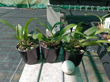 Cattleya Cherry Bee 'Happy Field'