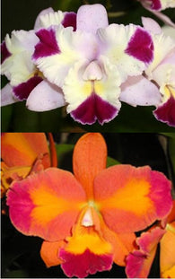 Cattlianthe Alsaks Pattern (Mari's Song 'CTM-217' x Ctt Aussie Sunset 'Cosmic Fire')