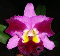 Rlc. Swan's Lolly 'Topaz Velvet'