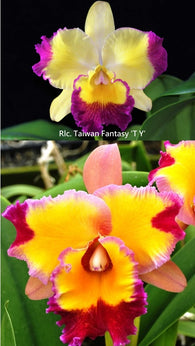 Rlc. Taiwan Fantasy 'TY' x Dick Smith 'Paradise'