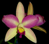 Rth. Topaz Chelsea 'Sprite' mericlone