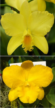 Rth. Shinfong Little Love (Rth. Love Sound x Free Spirit) seedling