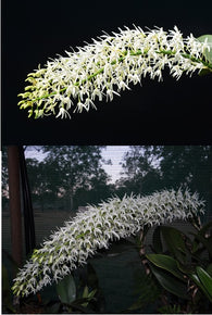 Dendrobium speciosum var. hillii 'Teviot' x 'Carney's Creek'