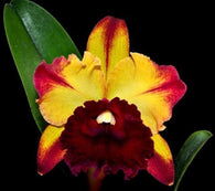 Rlc. Toshie Aoki 'Starburst' AM/AOS