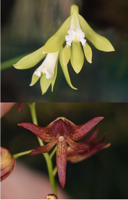 Dendrobium (Dockrillia) bowmanii x hepatica
