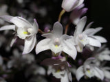 Dendrobium x delicatum 'Old Faithful' division