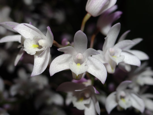 Dendrobium x delicatum 'Old Faithful' division