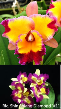 Rlc. Dick Smith 'Paradise' x Rlc. Shin Shiang Diamond 'Taiyong #1'