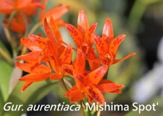 Guarianthe aurantiaca 'Mishima Spot' BM/JOGA x sib