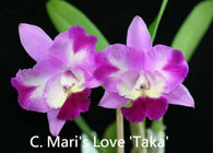 Cattleya Mari's Love 'Taka'