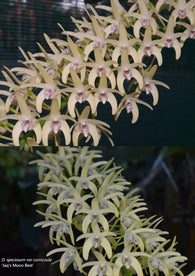 Dendrobium speciosum v. curvicaule 'Moonbeem' x 'Jaq's Moon Best'