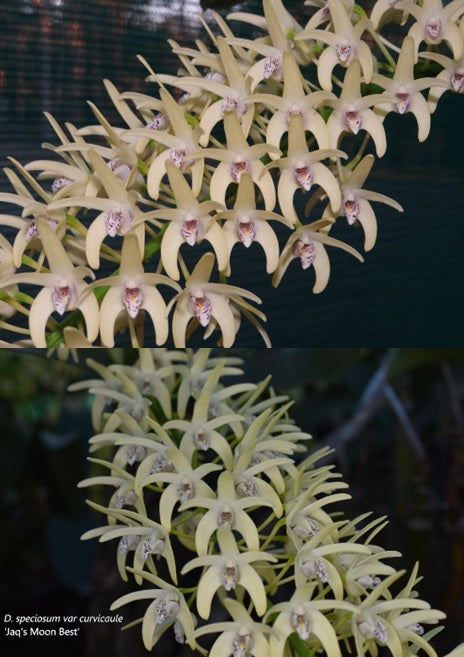 Dendrobium speciosum v. curvicaule 'Moonbeem' x 'Jaq's Moon Best'