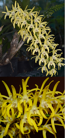 Dendrobium speciosum ('Phena's Gold' x 'Daylight Moon') x 'Oh Sugar!'