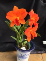 Rth. Chief Glory