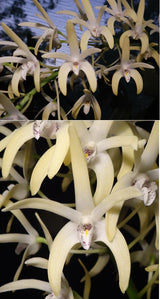 Dendrobium speciosum var. speciosum ('Windermere' x 'Georges River Special') x 'Windermere'