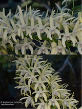 Dendrobium speciosum v. curvicaule 'Eungella Dawn' x 'Jaq's Moon Best'
