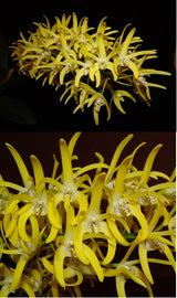 Dendrobium speciosum 'Kingfisher's Larwind' x 'Oh Sugar!'